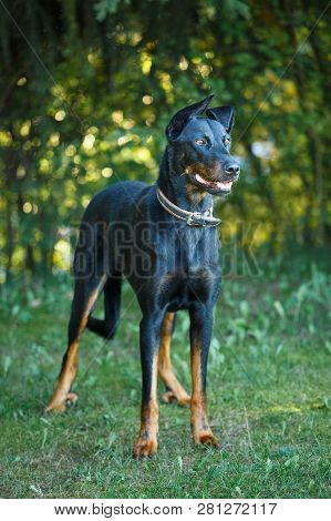 Picture Of A Black And Tan Doberman Pinscherer Outdoors