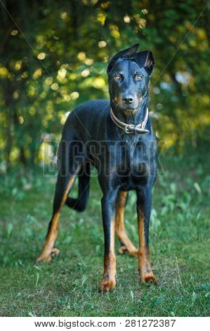 Picture Of A Laying Black And Tan Dobermann Outdoors