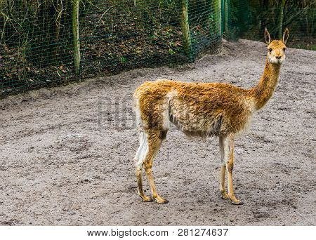 Portrait Of A Vicuna Standing In The Sand And Looking In The Camera, Related To The Camel And Alpaca