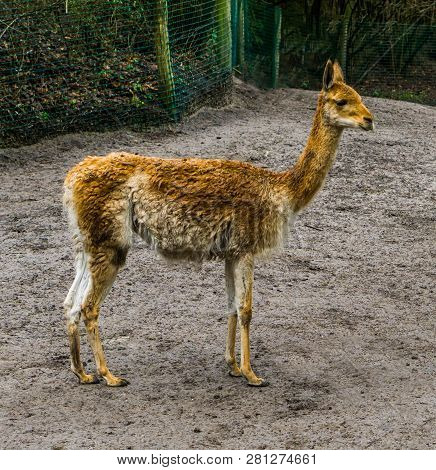 Portrait Of A Vicuna Standing In The Stand, Related Specie To The Camel And Alpaca, Mountain Animal 