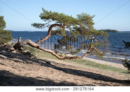 Beautiful Old Curved Pine On The Shore. Lonely Pine With A Curved Barrel, Ladoga Lake On Background.