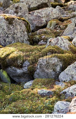 Large Stones Covered With Moss At Sunny Day. Natural Moss On Stones In Pine Forest.