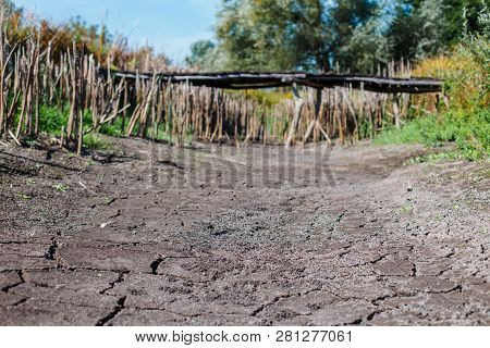 Bottom Of Dry Lake. Reeds Along Dry Lake. Dry Reeds By Lake. Ukraine Without Water.
