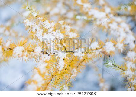 Autumn Yellow Needles Of Larch Covered First Snow, Selective Soft Focus, Closeup. Coniferous Tree Wi