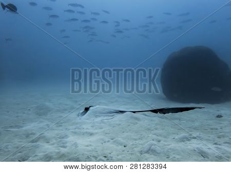 Feathertail Ray Resting On Ocean Floor In Blue Water With School Of Fish Above In German Channel, Pa