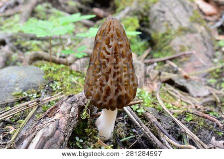 Black Morel Or Morchella Conica Mushroom Growing In Early Spring Among Roots, Moss And Spring Vegeta