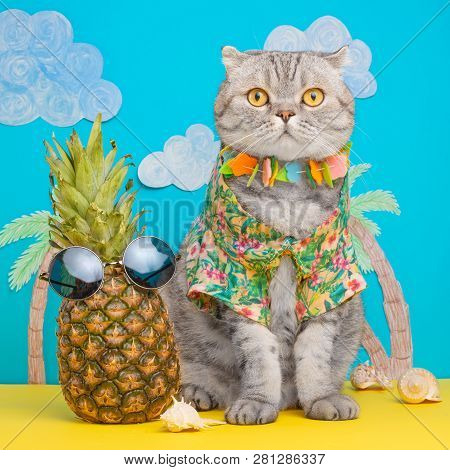 A Cat On Holiday In A Hawaiian Shirt With Pineapples. On The Beach With Malma. A Concept Of Rest, Re