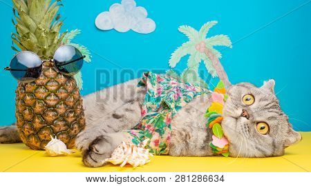 A Cat On Holiday In A Hawaiian Shirt With Pineapples. On The Beach With Malma. A Concept Of Rest, Re