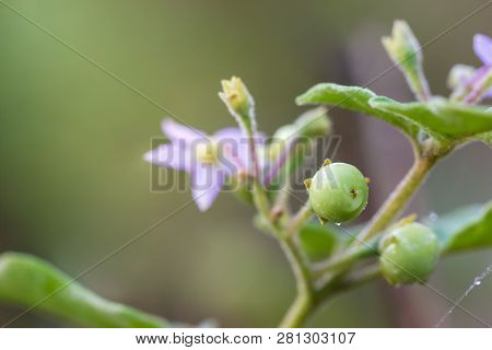 Solanum Indicum On The Tree In Organic Farm And Morning Sunlight.