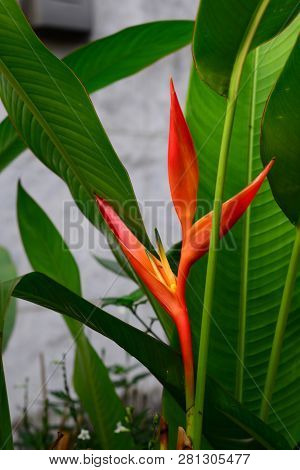 Heliconia Orang-green Torch Flower Withgreen Leaves Background