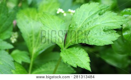 Close Up Green  White Mugwort Leaf , Asian Herb And Vegetable