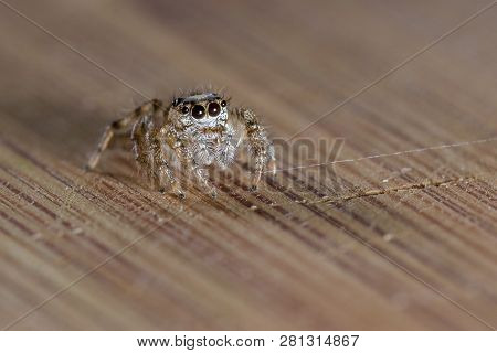 Small Jumping Spider Close Up