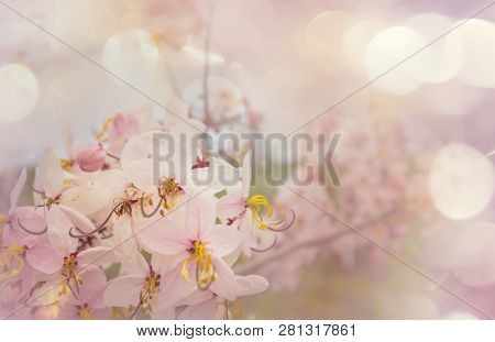 Cassia fistula tree blossom in spring season in the Hawaii, USA. Beautiful natural spring background.