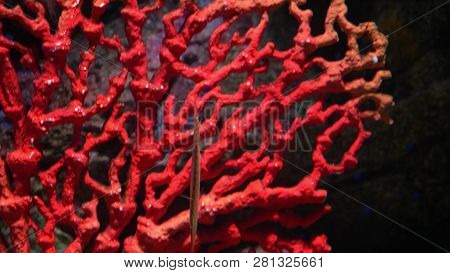 Underwater World, Many Multi-colored Fish Coral Reefs, Fish Needle