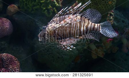 Underwater World, Many Colorful Fish, Coral Reefs. Lionfish
