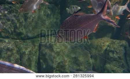 Underwater World, Many Multi-colored Fish Coral Reefs