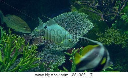 Underwater World, Many Multi-colored Fish Coral Reefs