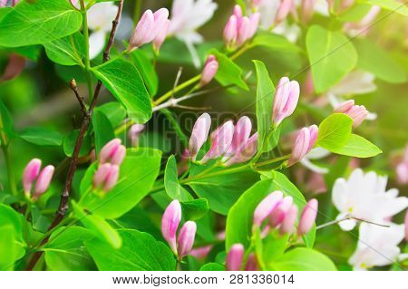 Pink Flowers Of Lonicera Xylosteum (dwarf Honeysuckle Or Fly Woodbine). Beautiful Spring Background