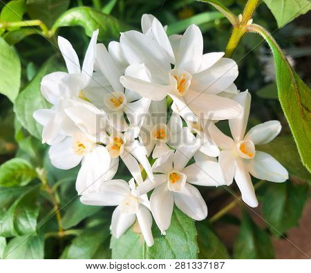 Paperwhites  Bloom Of Whitetropical  Flowers  Spring Concept