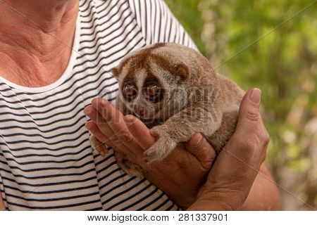 Slow Loris Sits In Hands Of Woman