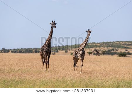 Two Masai Giraffe Walking Side-by-side In Savannah