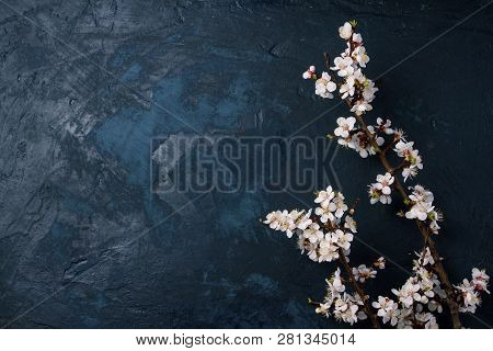 Cherry Branch With Flowers On A Dark Blue Background