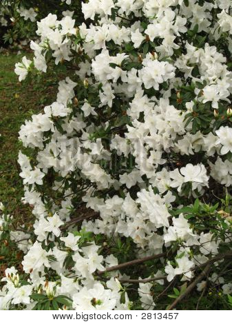 White Azalea Flowers