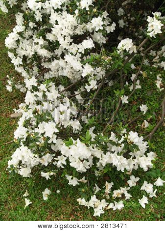 White Azalea Flowers