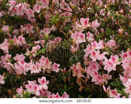 Pinkster Flower, Pink Azalea