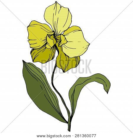 Vector Yellow Orcid Floral Botanical Flower. Engraved Ink Art. Isolated Orchid Illustration Element.