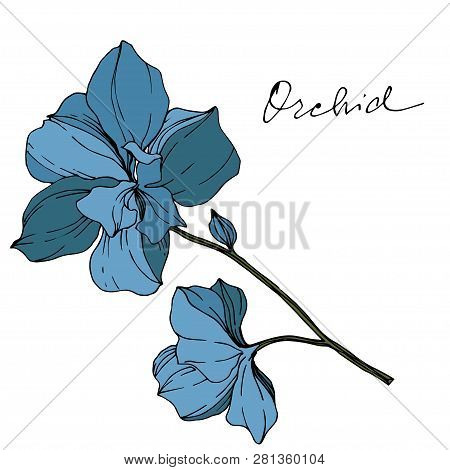 Vector Blue Orcid Floral Botanical Flower. Engraved Ink Art. Isolated Orchid Illustration Element.
