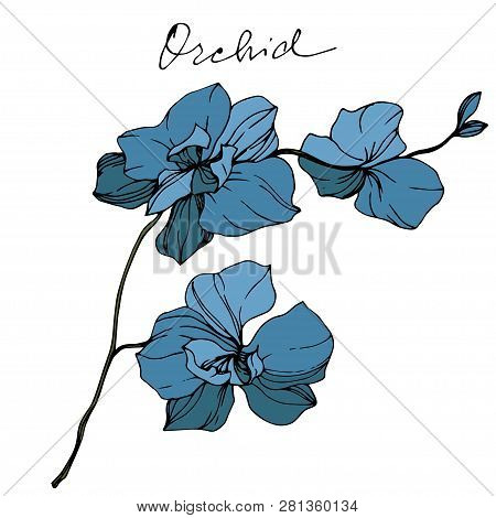 Vector Blue Orcid Floral Botanical Flower. Engraved Ink Art. Isolated Orchid Illustration Element.