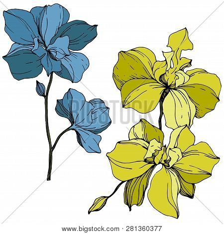 Vector Blue And Yellow Orcid Floral Botanical Flower. Engraved Ink Art. Isolated Orchid Illustration