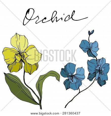 Vector Blue And Yellow Orcid Floral Botanical Flower. Engraved Ink Art. Isolated Orchid Illustration