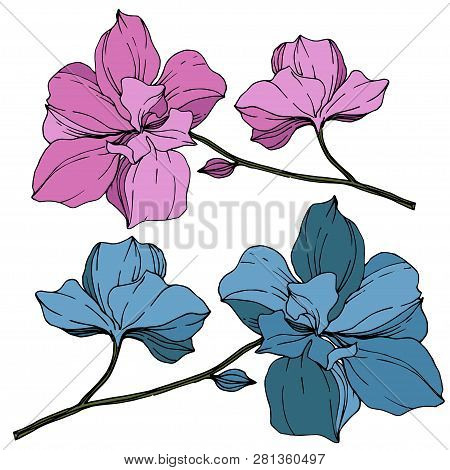 Vector Pink And Blue Orcid Floral Botanical Flower. Engraved Ink Art. Isolated Orchid Illustration E