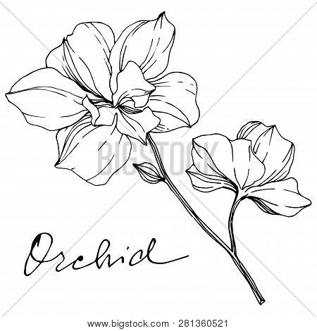 Vector Orcid Floral Botanical Flower. Black And White Engraved Ink Art. Isolated Orchid Illustration