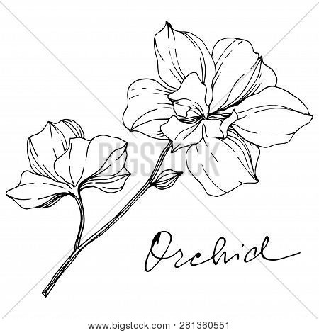 Vector Orcid Floral Botanical Flower. Black And White Engraved Ink Art. Isolated Orchid Illustration