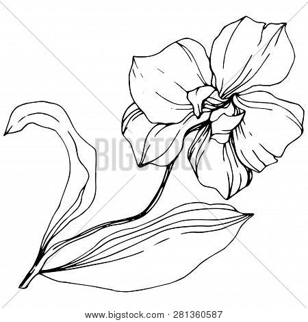 Vector Orcid Floral Botanical Flower. Black And White Engraved Ink Art. Isolated Orchid Illustration