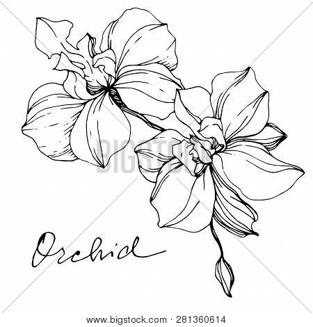 Vector Orcid Floral Botanical Flower. Black And White Engraved Ink Art. Isolated Orchid Illustration