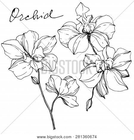Vector Orcid Floral Botanical Flower. Black And White Engraved Ink Art. Isolated Orchid Illustration