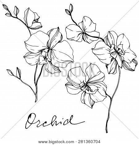 Vector Orcid Floral Botanical Flower. Black And White Engraved Ink Art. Isolated Orchid Illustration