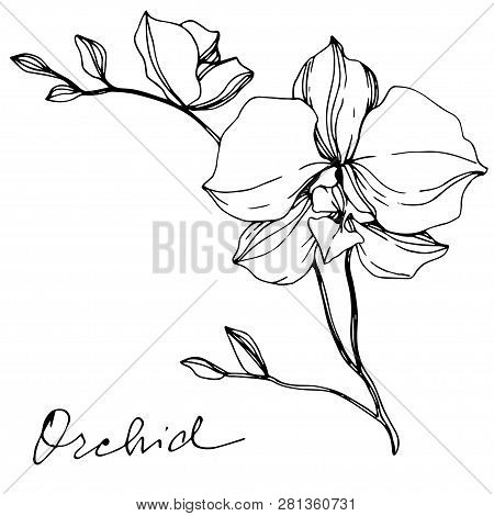 Vector Orcid Floral Botanical Flower. Black And White Engraved Ink Art. Isolated Orchid Illustration