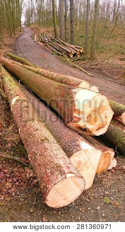 Stack a spruce logs. Damaged timber from The European Spruce Bark Beetle - Ips Typographus in Bohemian Forest. Firewood as a renewable energy source. Czech Republic, Central Europe.