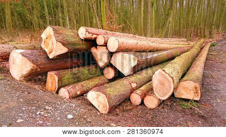 Stack a spruce logs. Damaged timber from The European Spruce Bark Beetle - Ips Typographus in Bohemian Forest. Firewood as a renewable energy source. Czech Republic, Central Europe.