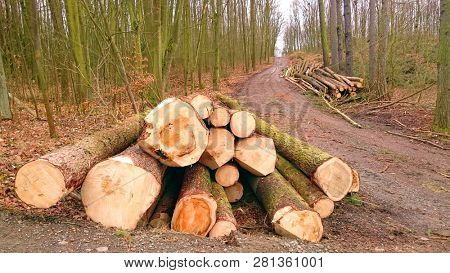 Stack a spruce logs. Damaged timber from The European Spruce Bark Beetle - Ips Typographus in Bohemian Forest. Firewood as a renewable energy source. Czech Republic, Central Europe.