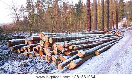 Stack a spruce logs. Damaged timber from The European Spruce Bark Beetle - Ips Typographus in Bohemian Forest. Firewood as a renewable energy source. Czech Republic, Central Europe.