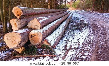 Stack a spruce logs. Damaged timber from The European Spruce Bark Beetle - Ips Typographus in Bohemian Forest. Firewood as a renewable energy source. Czech Republic, Central Europe.