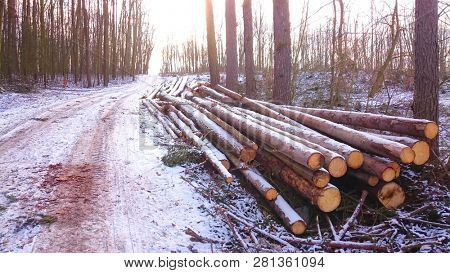 Stack a spruce logs. Damaged timber from The European Spruce Bark Beetle - Ips Typographus in Bohemian Forest. Firewood as a renewable energy source. Czech Republic, Central Europe.