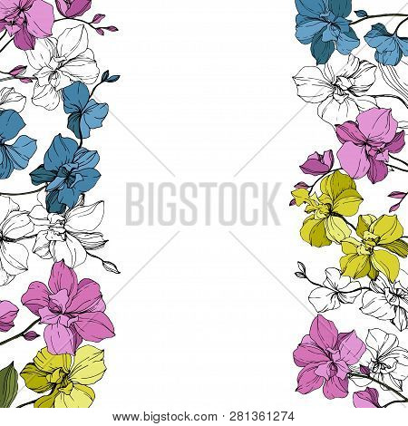 Vector Pink, Blue And Yellow Orcid Floral Botanical Flower. Engraved Ink Art. Frame Border Ornament 