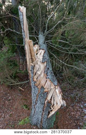 Pine Tree Blown Down With Open Wood